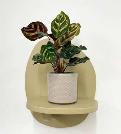 Mini Calathea Makoyana & pot
