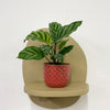 Mini Calathea Freddie & Pot
