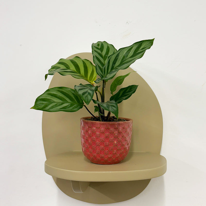 Mini Calathea Freddie & Pot