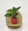 Mini Calathea Freddie & Pot