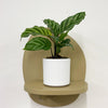 Mini Calathea Freddie & Pot