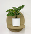 Mini Calathea Freddie & Pot