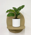 White Pot