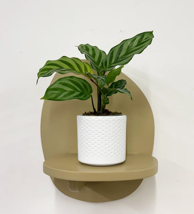 Mini Calathea Freddie & Pot