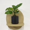 Mini Calathea Freddie & Pot