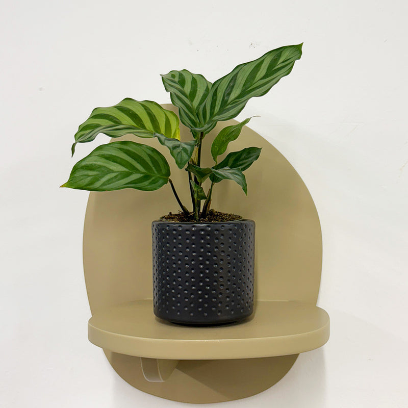Mini Calathea Freddie & Pot