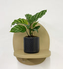 Grey Pot