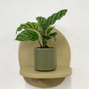 Mini Calathea Freddie & Pot