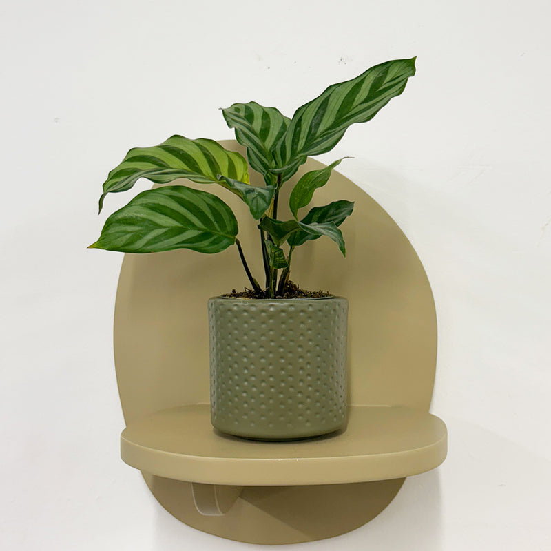 Mini Calathea Freddie & Pot