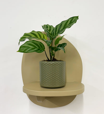 Mini Calathea Freddie & Pot