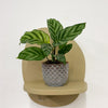 Mini Calathea Freddie & Pot