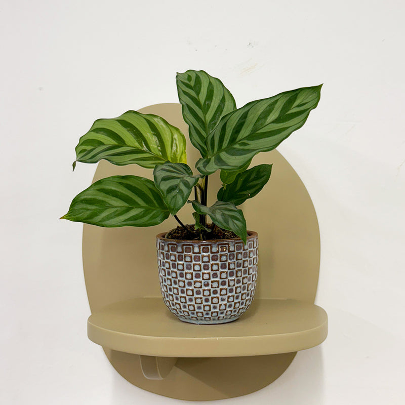 Mini Calathea Freddie & Pot