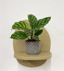 Blue Pot