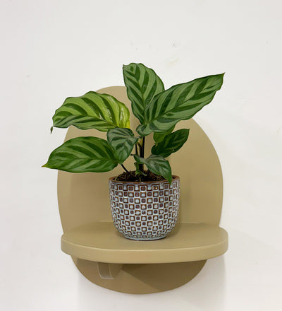 Mini Calathea Freddie & Pot