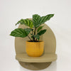 Mini Calathea Freddie & Pot