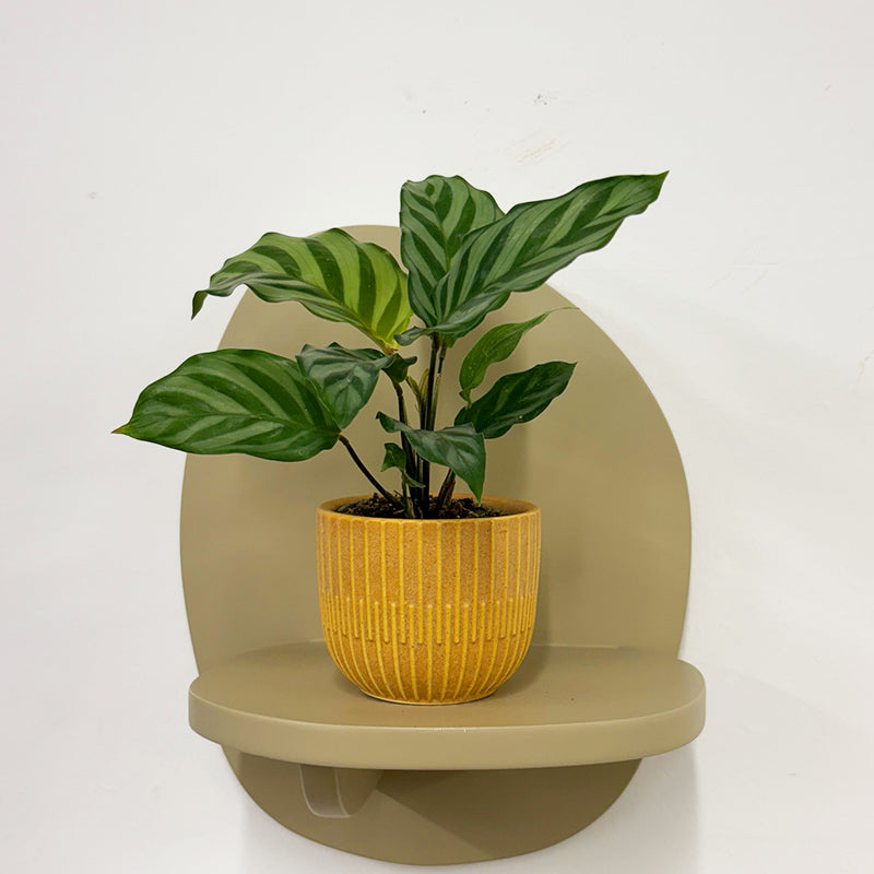 Mini Calathea Freddie & Pot