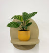 Mini Calathea Freddie & Pot
