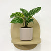 Mini Calathea Freddie & Pot