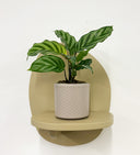 Taupe Pot