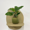Mini Calathea Freddie & Pot