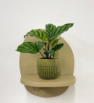 Mini Calathea Freddie & Pot