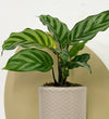 Mini Calathea Freddie & Pot
