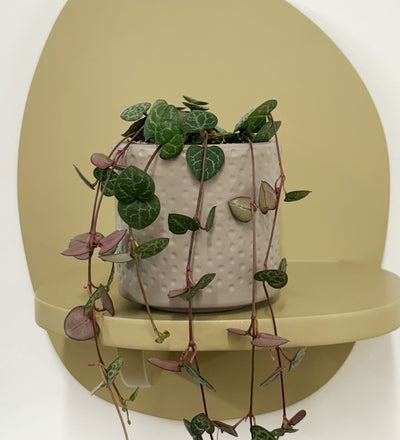 Mini String of Hearts & Pot