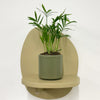 Mini Parlour Palm & Pot