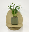 Mini Parlour Palm & Pot