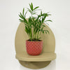 Mini Parlour Palm & Pot