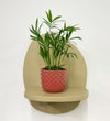 Mini Parlour Palm & Pot