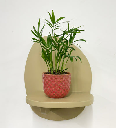 Mini Parlour Palm & Pot
