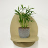 Mini Parlour Palm & Pot