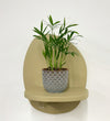 Mini Parlour Palm & Pot