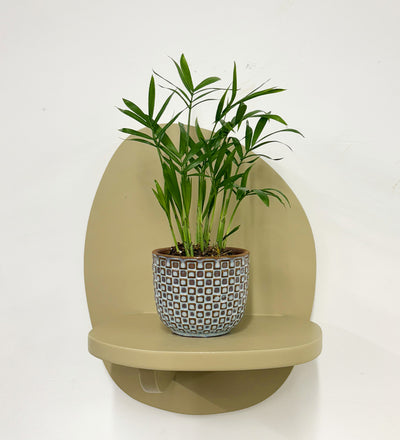 Mini Parlour Palm & Pot