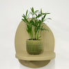 Mini Parlour Palm & Pot