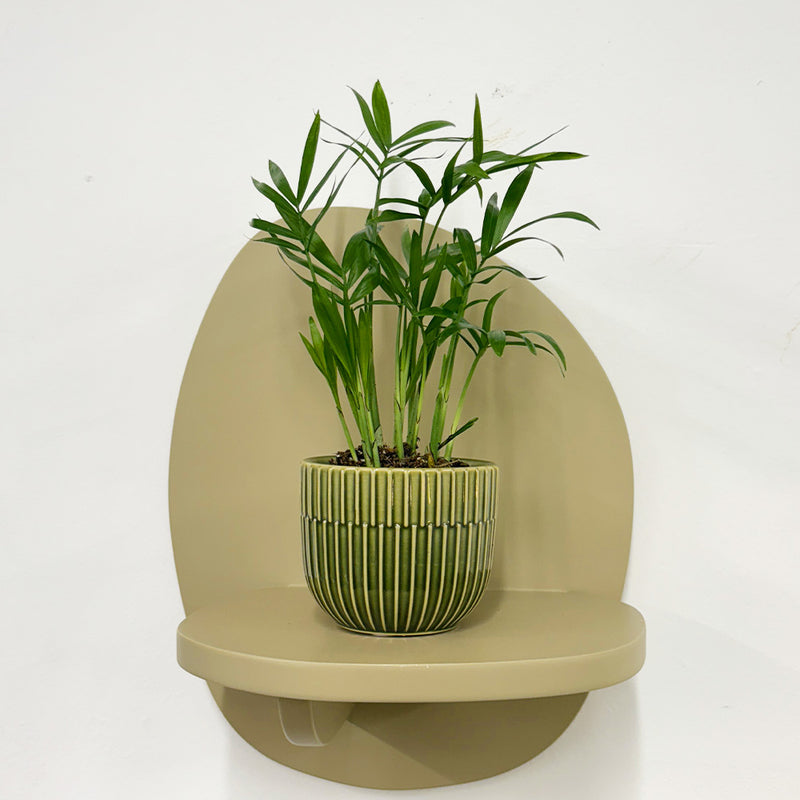Mini Parlour Palm & Pot