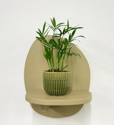 Mini Parlour Palm & Pot