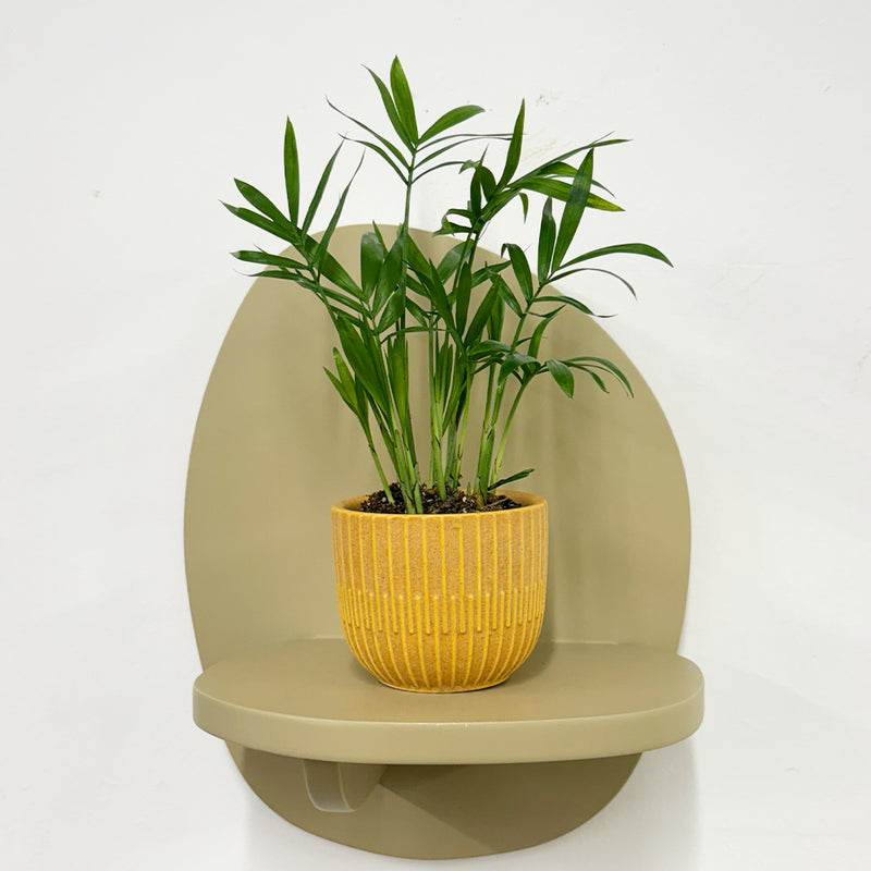 Mini Parlour Palm & Pot