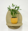Mini Parlour Palm & Pot