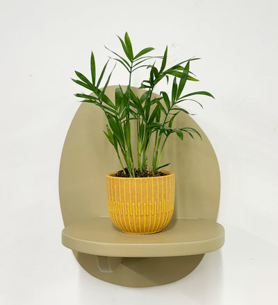 Mini Parlour Palm & Pot