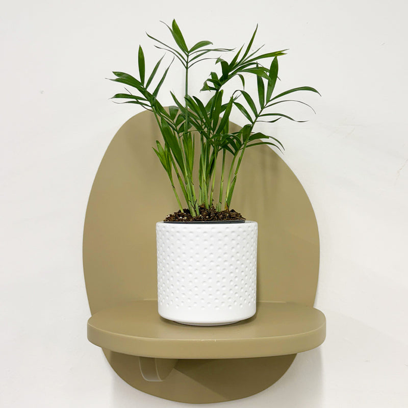 Mini Parlour Palm & Pot