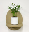 Mini Parlour Palm & Pot