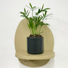 Mini Parlour Palm & Pot