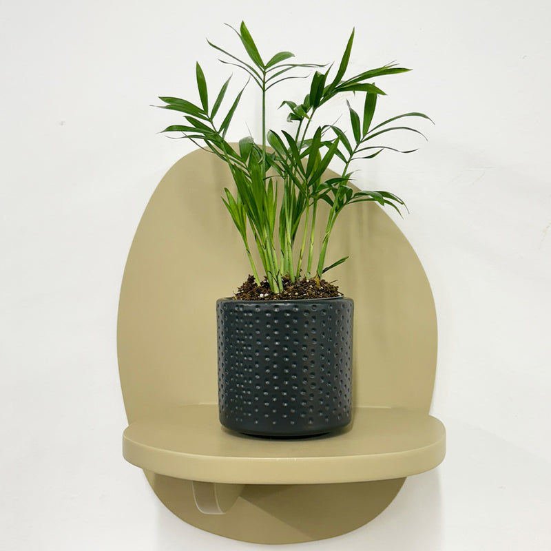 Mini Parlour Palm & Pot