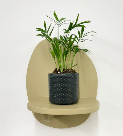 Mini Parlour Palm & Pot