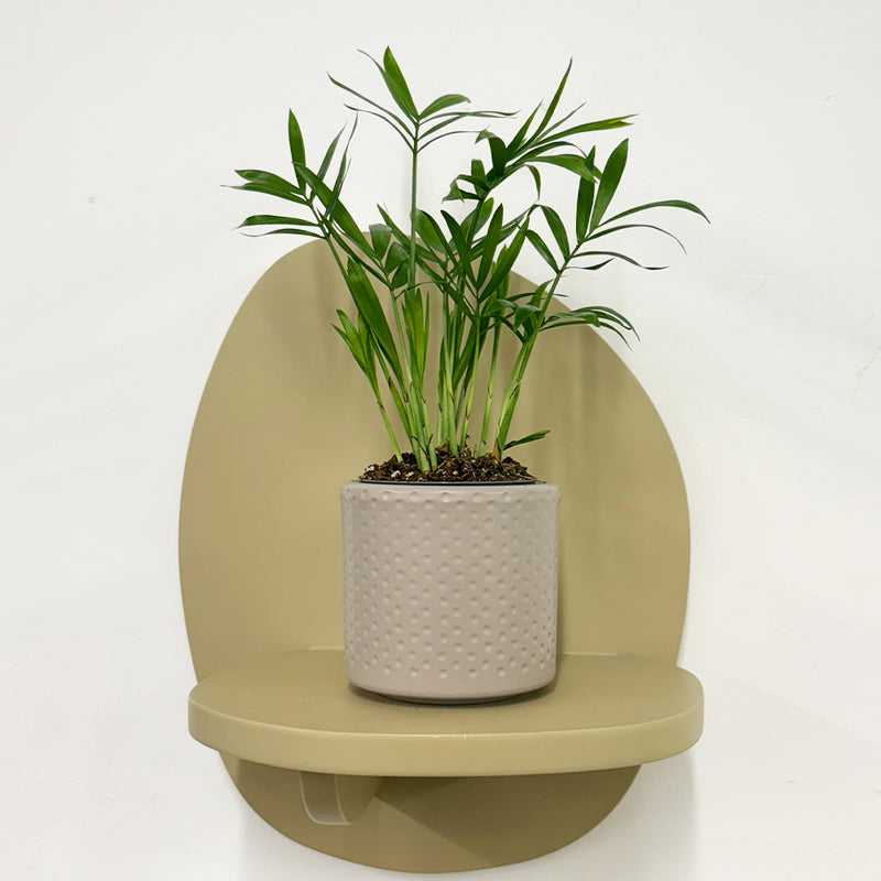 Mini Parlour Palm & Pot
