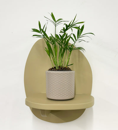 Mini Parlour Palm & Pot