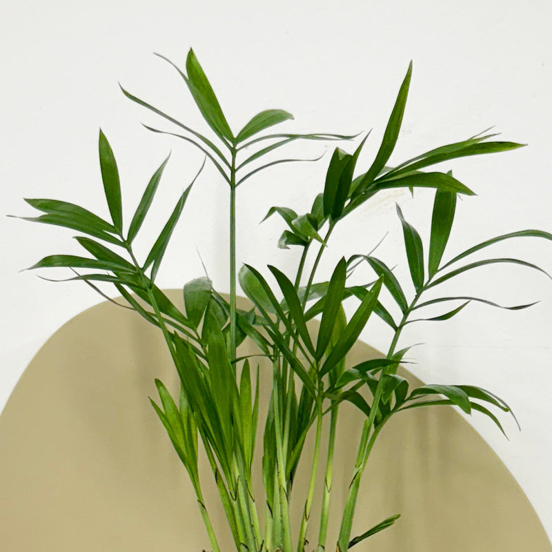 Mini Parlour Palm & Pot