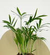 Mini Parlour Palm & Pot